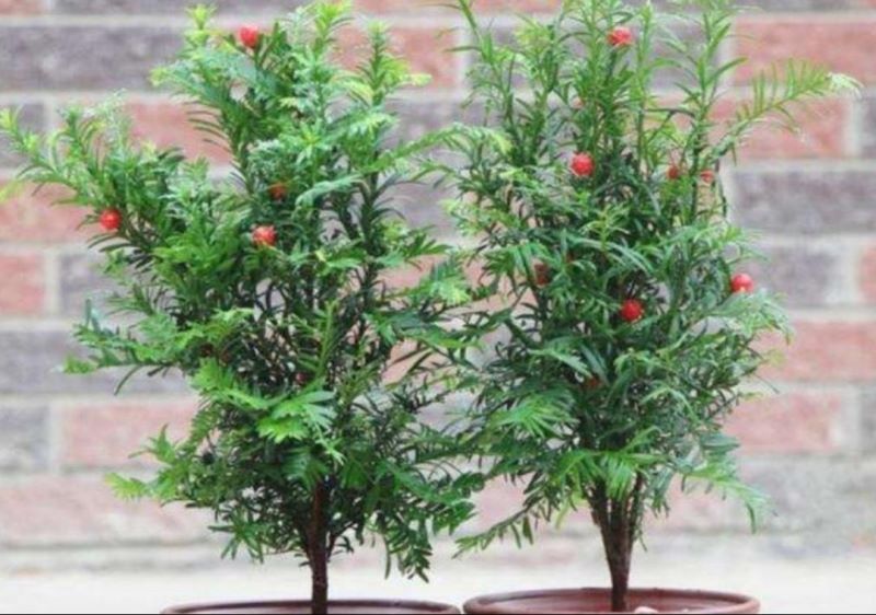 好养的大型绿植有哪些「好养的大型绿植有哪些 室内」